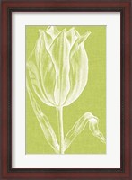 Framed Chromatic Tulips VI