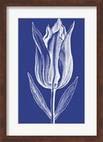 Framed Chromatic Tulips VII