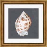 Framed Shell on Slate I