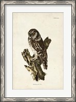 Framed Tengmalm's Owl