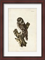 Framed Tengmalm's Owl
