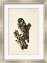 Framed Tengmalm's Owl