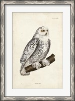 Framed Snowy Owl