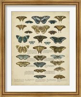 Framed Tabula de Papilio