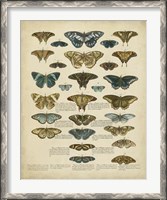 Framed Tabula de Papilio