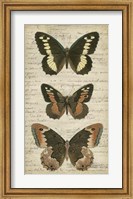 Framed Butterfly Script I