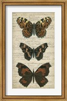 Framed Butterfly Script II