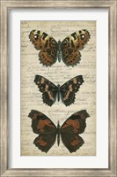 Framed Butterfly Script II