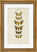 Framed Pauquet Butterflies I
