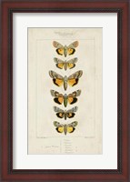 Framed Pauquet Butterflies I