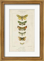 Framed Pauquet Butterflies II