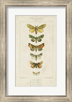 Framed Pauquet Butterflies II
