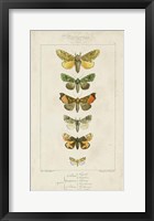 Framed Pauquet Butterflies II