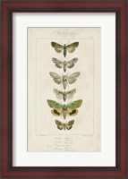 Framed Pauquet Butterflies III