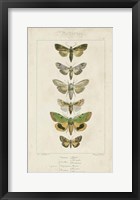 Framed Pauquet Butterflies III
