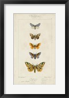 Pauquet Butterflies IV Framed Print