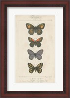 Framed Pauquet Butterflies V
