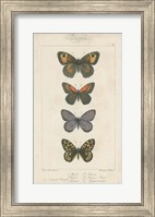 Framed Pauquet Butterflies V