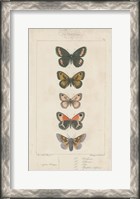 Framed Pauquet Butterflies VI