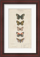Framed Pauquet Butterflies VI