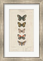 Framed Pauquet Butterflies VI