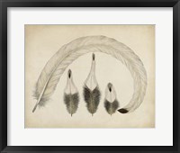 Framed Vintage Feathers IV