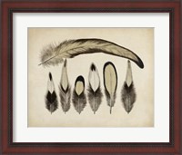 Framed Vintage Feathers VII