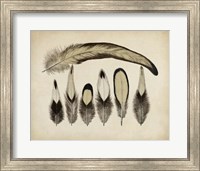 Framed Vintage Feathers VII