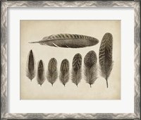 Framed Vintage Feathers VIII