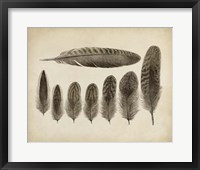 Framed Vintage Feathers VIII