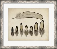 Framed Vintage Feathers IX