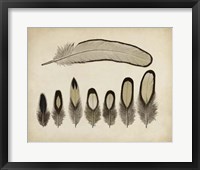 Framed Vintage Feathers IX