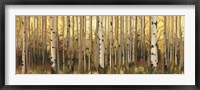 Framed Forest Light