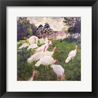 Framed Turkeys at the Chateau de Rottembourg, Montgeron, 1877