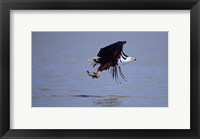 Framed African Fish eagle (Haliaeetus vocifer) flying with a fish in its claws
