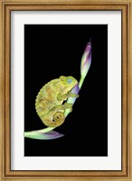 Framed Close-up of a chameleon sitting on a flower, Tanzania
