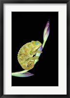 Framed Close-up of a chameleon sitting on a flower, Tanzania