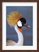 Framed Crowned Crane Tanzania Africa
