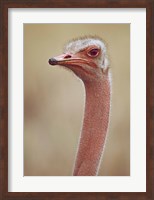 Framed Ostrich Kenya Africa