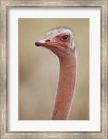 Framed Ostrich Kenya Africa