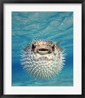 Framed Close-up of a Puffer fish, Bahamas