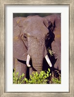 Framed Elephant Tanzania Africa