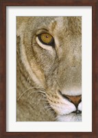 Framed Lioness Close-Up Tanzania Africa