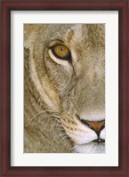 Framed Lioness Close-Up Tanzania Africa