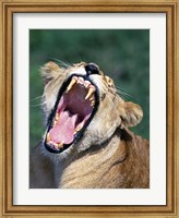 Framed Lioness Yawning, Tanzania Africa