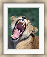 Framed Lioness Yawning, Tanzania Africa
