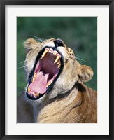 Framed Lioness Yawning, Tanzania Africa