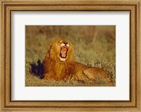Framed Roaring Lion Tanzania Africa
