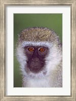 Framed Vervet Monkey Tanzania Africa