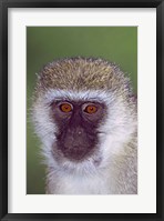 Framed Vervet Monkey Tanzania Africa